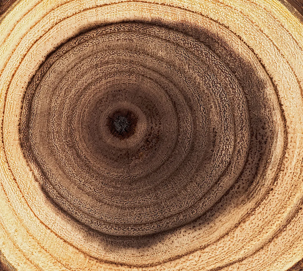 The rings of a tree represent growth and embodiment; the paradox and paradigm of change and constancy - Semper Idem